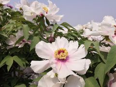 -洛阳市隋唐城遗址植物园
