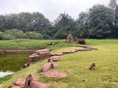 -海南热带野生动植物园