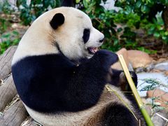 -黔灵山公园