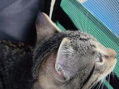 -博特宠物医院24h犬猫全科.骨科·异宠