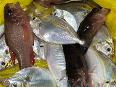 -小猫钓鱼海钓俱乐部(椰梦长廊店)