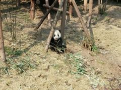 -成都大熊猫繁育研究基地