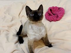 -十年猫舍·猫咪专门店(普陀店)