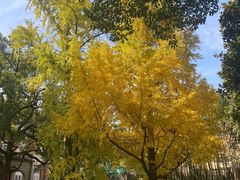 -叶叶菩提·晋福宫