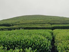 -听风阁农家私房菜茶楼(龙坞店)