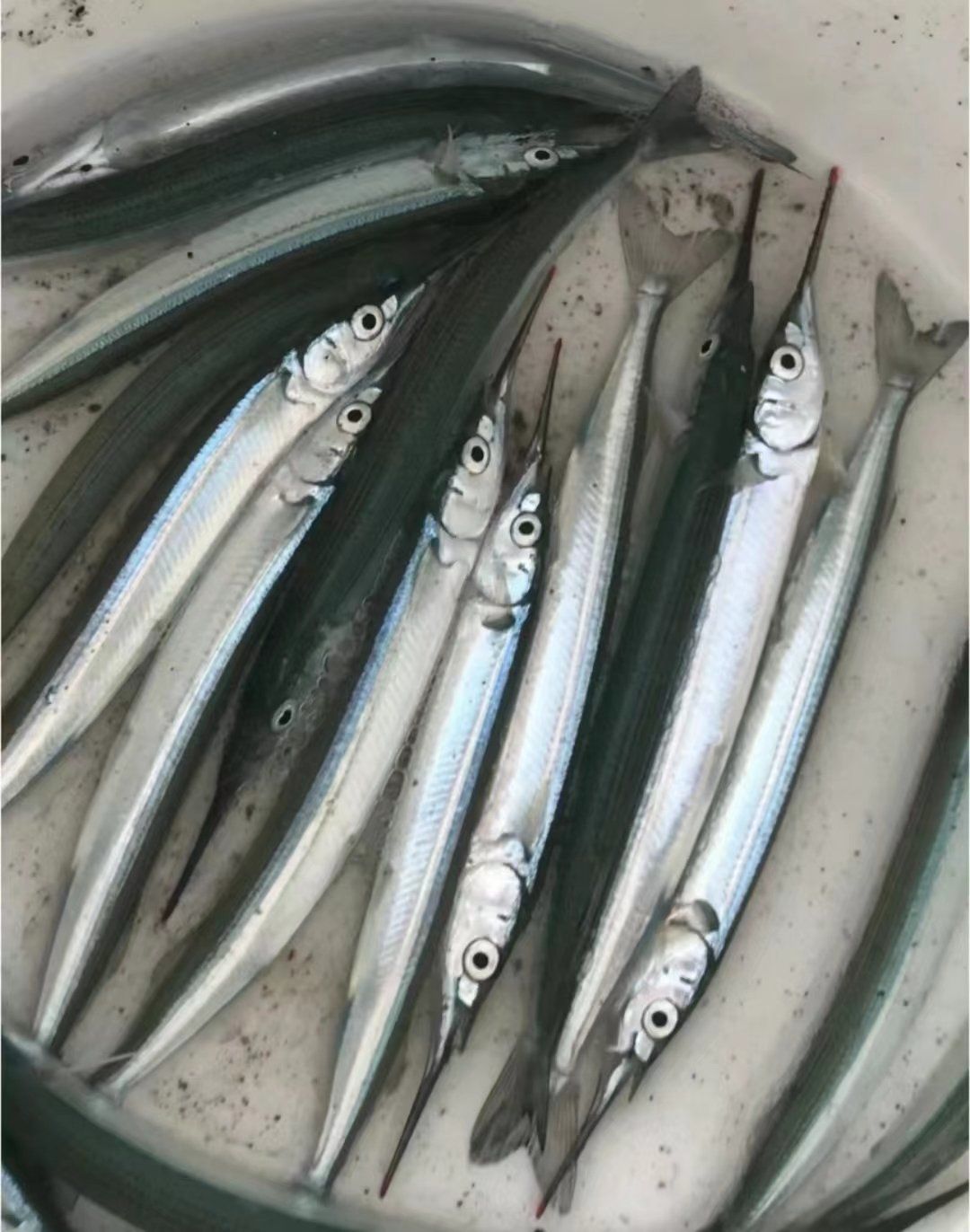 天啊这是剑鱼?抓了好多,味道好不好吃啊