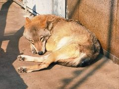 -西安秦岭野生动物园