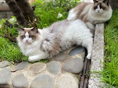 -喵屿·大理花园猫咖