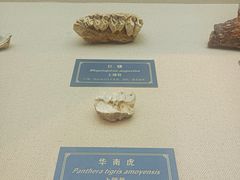 -重庆中国三峡博物馆(重庆博物馆)