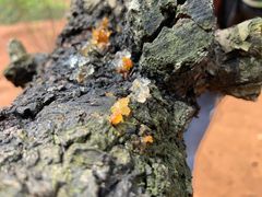 -南国桃园旅游度假区