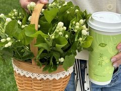-茶屿水果茶(太古里店)
