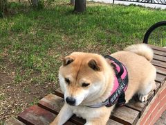 -花园桥(地铁站)