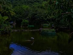 -呀诺达热带雨林