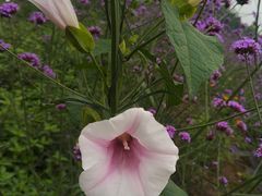 -紫颐香薰山谷景区