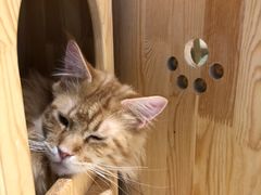 -藏猫猫咖啡主题馆(中央大道店)