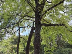 -广州市石门国家森林公园