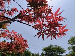 -广州市帽峰山景区