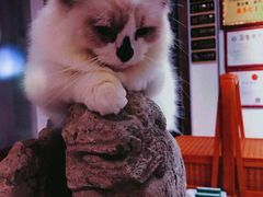 -萌兽医馆·宠物医院·猫骨科(创景店)