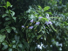 -深圳市中科院仙湖植物园