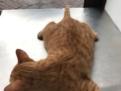 -灵美宠物诊所