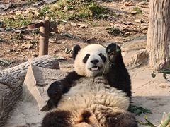 -都江堰中华大熊猫苑