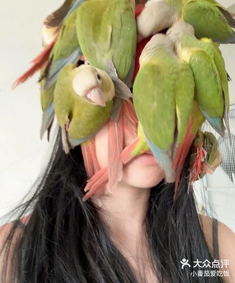 手养鹦鹉不亲人