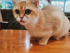 -猫小院猫主题餐厅(三里屯店)