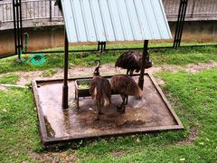 -吉隆坡雀鸟公园