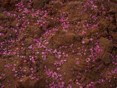 -南国桃园旅游度假区