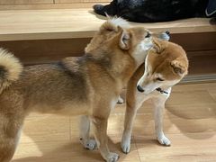 -是阿柴呀！柴犬咖啡·爱喵喵猫咖