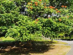 -中国科学院西双版纳热带植物园