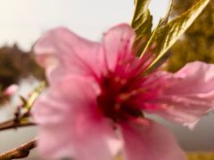 -桃花岛景观公园