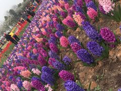 -杭州湾海上花田景区