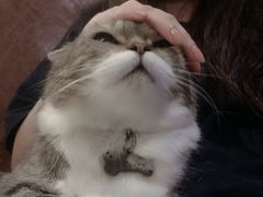 -喵园·猫主题咖啡厅·撸猫·猫咖(国贸店)