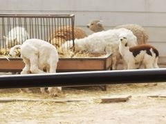 -青藏高原野生动物园