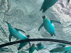 -珠海长隆海洋王国