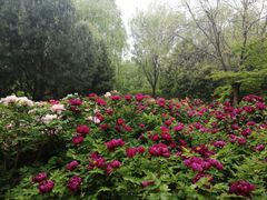 -洛阳市隋唐城遗址植物园