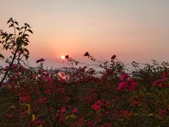 -露天矿生态公园