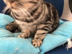 -北京观赏动物医院·24小时大型综合·猫专科·异宠专科