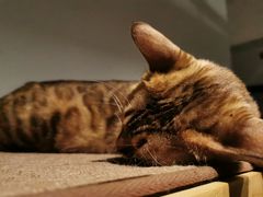-Heymao猫咖.咖啡厅(东门店)