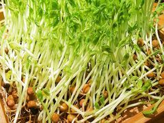 -椰夫人·养生椰子鸡(金沙洲永旺店)