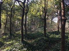 -新江湾城公园