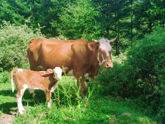 -塞罕坝国家级自然保护区