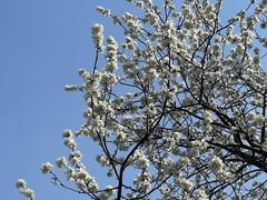 -桃花堤公园