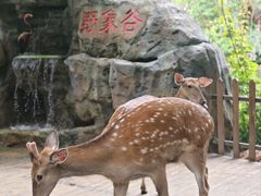 -野象谷景区