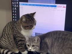 -四月宠物医院·猫专科·心脏专科·内科(转塘店)