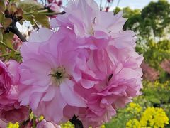 -南汇桃花村