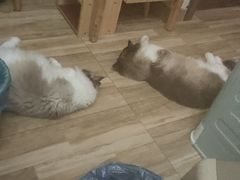 -伟伟宠物医院·CT影像中心·瑞派犬猫综合性门诊(汉口总院)