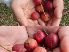 -大岭沟猕猴桃谷风景区