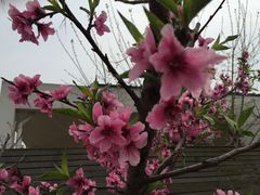 -田园东方蜜桃村的田野营地